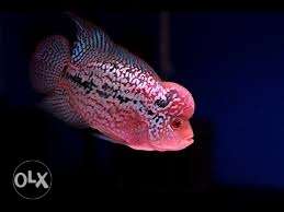 Imported Flower Horn Fish