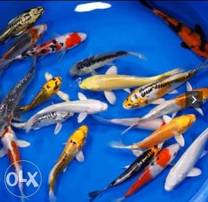 Imported Japanese koi fish 750 pair advance
