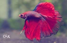 Imported betta fish (fighter)