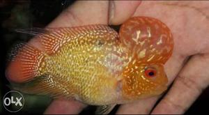 Imported flowerhorn gb fries for sale