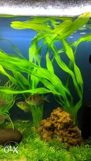 Jungle Val Artificial fish aquarium unused Plants (5 Pieces)