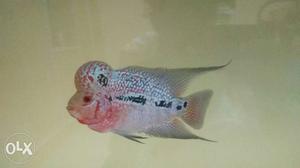 Kamfa flowerhorn...with colourfull colours