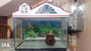 Length 2ft height 1.4ft.. 2sharks one gourami and