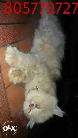 Light brown 6 month old Persian kitten active and healthy