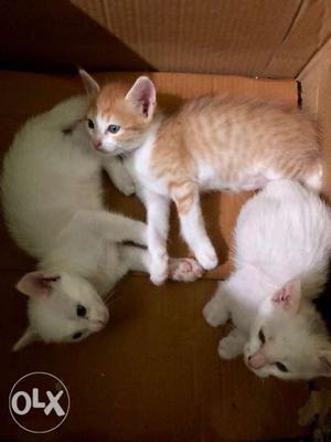 Long fur kittens for adoption Price negotiable