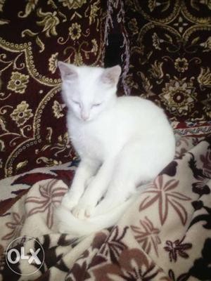 Male Percian cat pure white colour for sale.