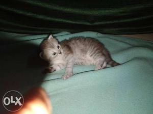 Male Persian cat 3 months old white and grey