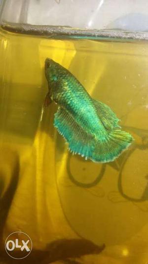 Male and female betta for sale