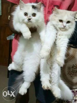 Male n Female Persian kittens