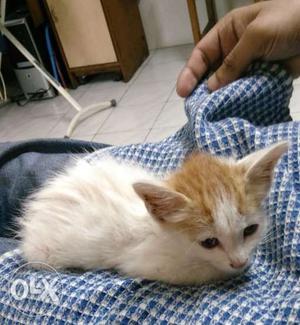 Medium-furred Orange And White Kitten