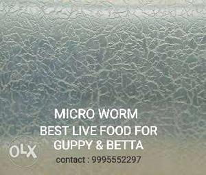 Microworm(breadworm) starter for life time