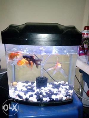 Mini Aquarium  inches LBH with 4 fishes