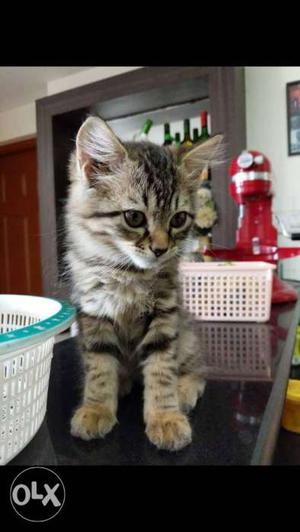 Mixed breed male Persian kitten/cat for sale. Price