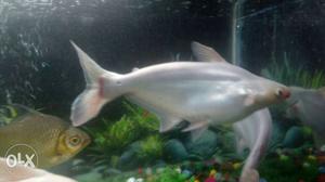 More than 5 yrs old sharks... 4 sharks 3 white ND