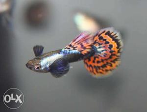Mosaic good quality guppy fish Free delivery in