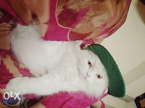 My lovely cat for sale