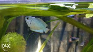 Neon blue dwarf Gourami Fish