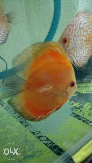 Orange Discuss Fish