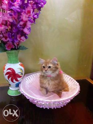 Orange Tabby Cat On Bowl
