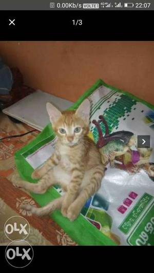 Orange Tabby Cat Sitting On White Plastic Pack Screenshot