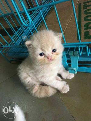 Orange Tabby Kitten \