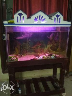 Oscar fish 2with fish tank
