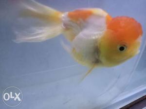 Ovranda Goldfish
