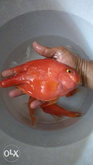 PParrot fishes more than 5 inches, very healthy