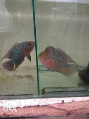 Pair of red flower horn fish for sale at cheap