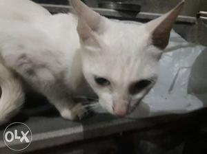 Perasion whit cat urgent sale becose moving abrod