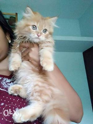 Percian kitten's brown female available 45 day's