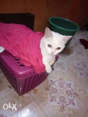 Persain cat very play full nd active toilet