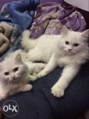 Pershian cats full white male female