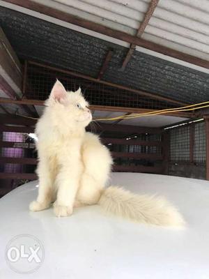 Persian CAT 4 month OLD. Adorable white persian cats