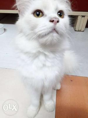 Persian Female White Cat 7montgs