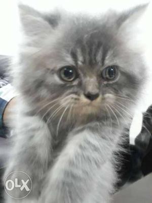 Persian Kittens Semi Punch Face Very Active nd very Healthy
