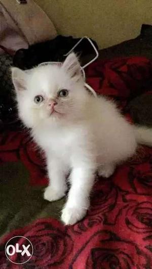 Persian White Kitten