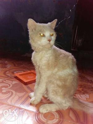 Persian cat 7 month old brown and white colour