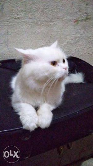 Persian cat Proven male Vaccinated