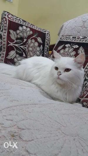 Persian cat doll face 14 months old