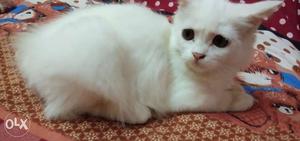 Persian cat male white