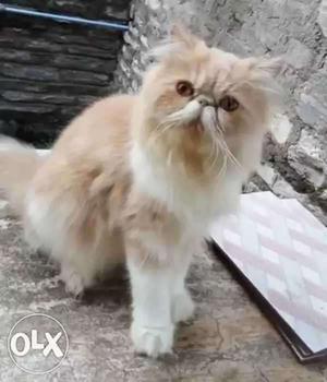 Persian cat only for crossing or mating proven male good