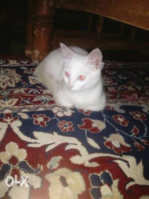 Persian cat pure white colour male for sale.