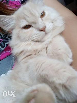 Persian cat(male) 5months old