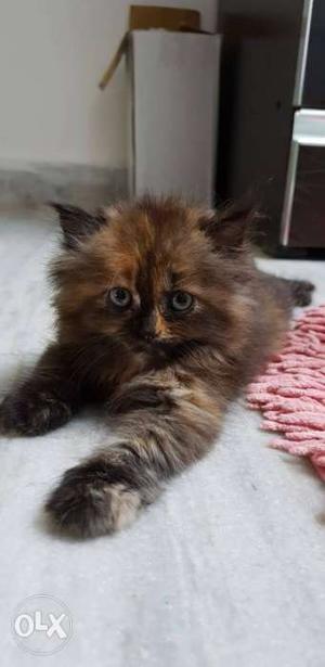Persian home breed kitten all colour
