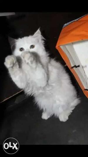 Persian kitten available Cat