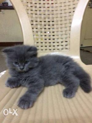 Persian kittens 2 months old... gray colour and
