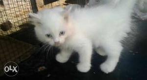 Persian kittens blue eyes each one ()