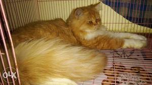 Persian male cat for sell age 10 months old