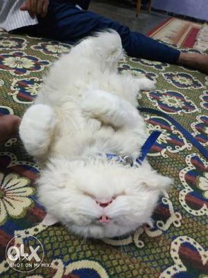 Persian male white in colour  months. need